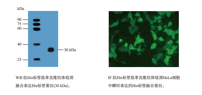 ProteinFind® Anti-His Mouse Monoclonal Antibody (HT501)