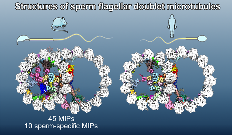 小鼠与人精子微管二联体结构比较