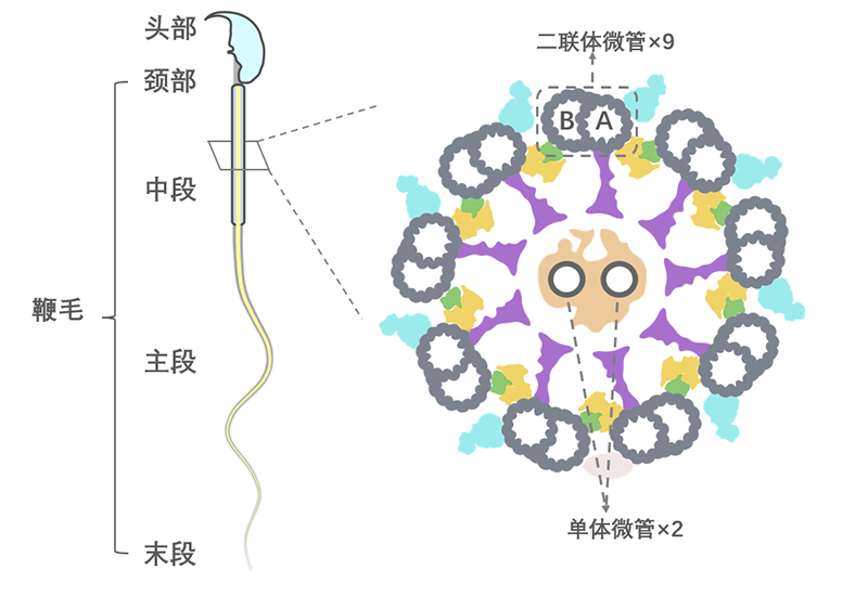 精子结构示意图及其轴丝横截面示意图