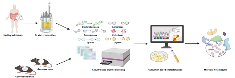 肠道菌源宿主同工酶挖掘体系