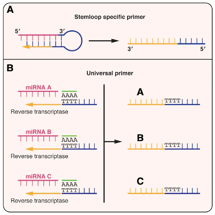 microRNA常见的2种反转录的方式