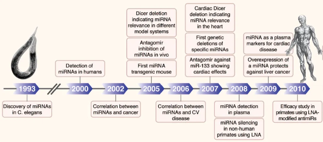 自1993-2000发现microRNA开始的microRNA研究进程