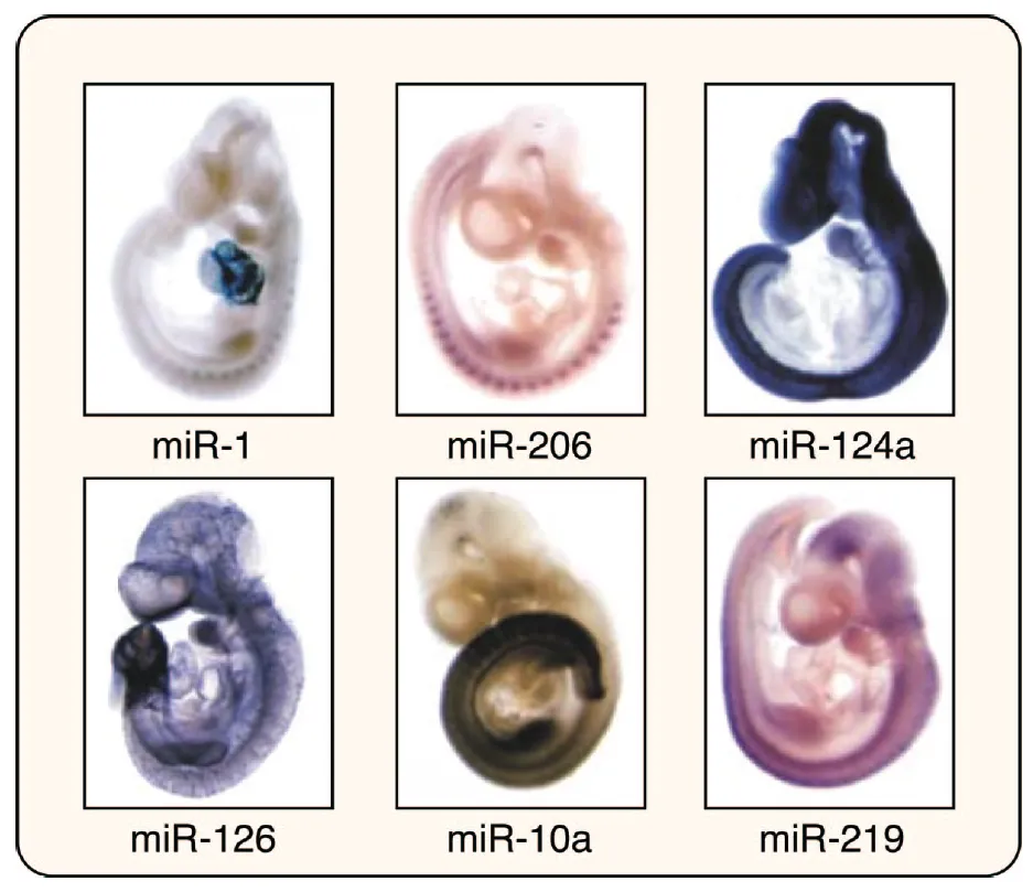  整体原位microRNA 杂交（Whole-mount miRNA ISH）技术在生物发育中的应用