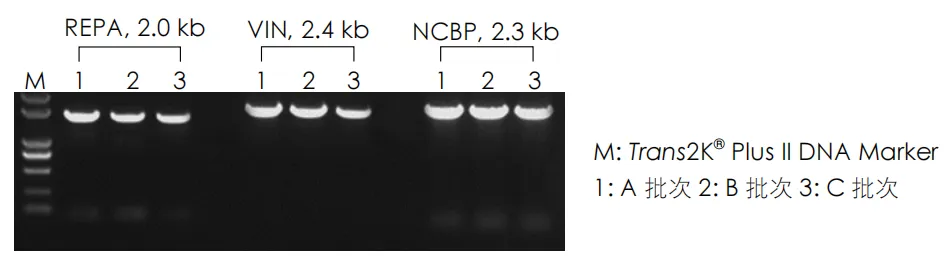 Trans2K®Plus II DNA Marker